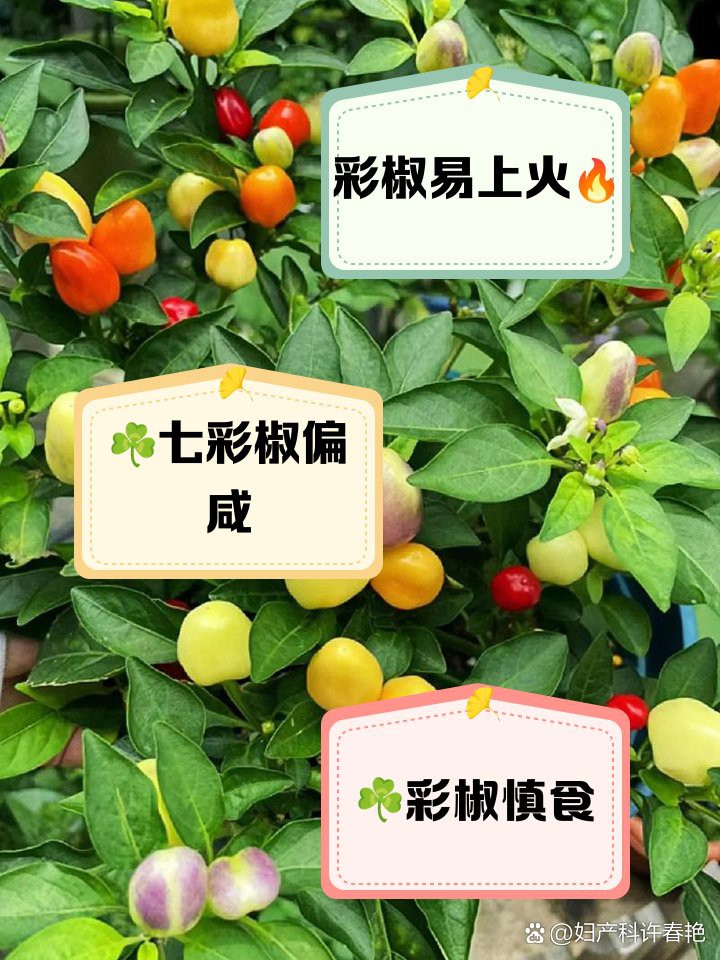 七彩辣椒為何不建議吃【七彩辣椒為何盡量少吃婦產科許春艷彩椒為何盡量少吃】