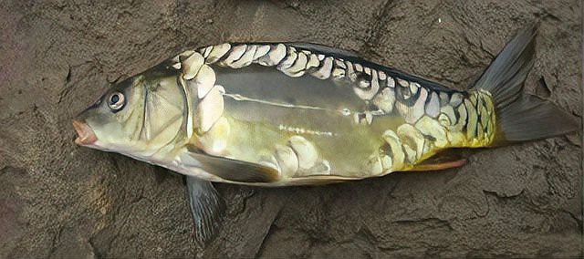 東北三道鱗魚圖片【東北三道鱗魚，農(nóng)村叫它三道鱗魚，釣友帶回5斤大魚】