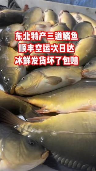 東北三道鱗魚圖片【東北三道鱗魚，農(nóng)村叫它三道鱗魚，釣友帶回5斤大魚】