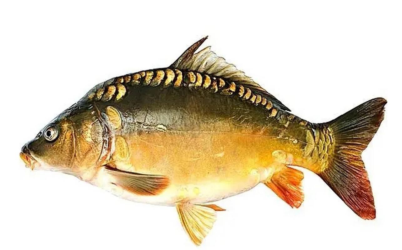 東北三道鱗魚圖片【東北三道鱗魚，農(nóng)村叫它三道鱗魚，釣友帶回5斤大魚】