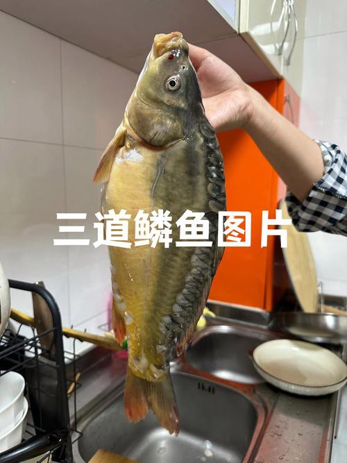東北三道鱗魚圖片【東北三道鱗魚，農(nóng)村叫它三道鱗魚，釣友帶回5斤大魚】