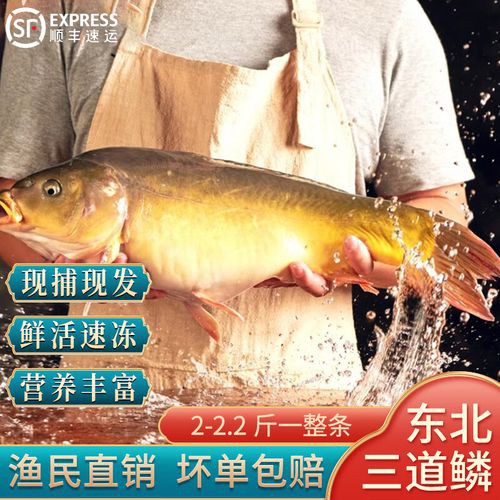 東北三道鱗魚圖片【東北三道鱗魚，農(nóng)村叫它三道鱗魚，釣友帶回5斤大魚】