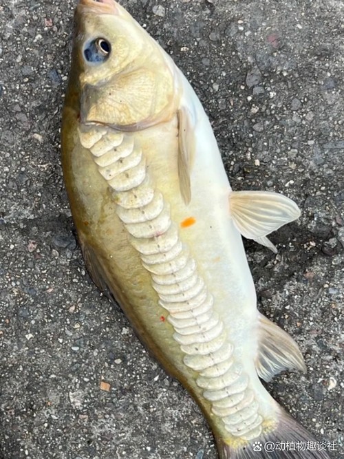 東北三道鱗魚圖片【東北三道鱗魚，農(nóng)村叫它三道鱗魚，釣友帶回5斤大魚】
