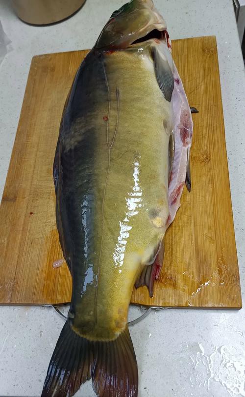東北三道鱗魚圖片【東北三道鱗魚，農(nóng)村叫它三道鱗魚，釣友帶回5斤大魚】