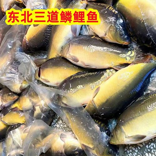 東北三道鱗魚圖片【東北三道鱗魚，農(nóng)村叫它三道鱗魚，釣友帶回5斤大魚】