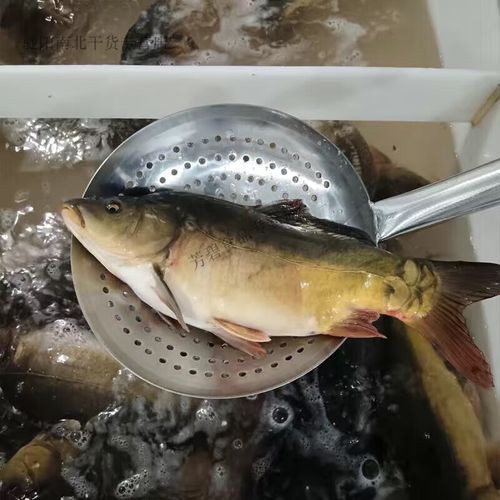 東北三道鱗魚圖片【東北三道鱗魚，農(nóng)村叫它三道鱗魚，釣友帶回5斤大魚】