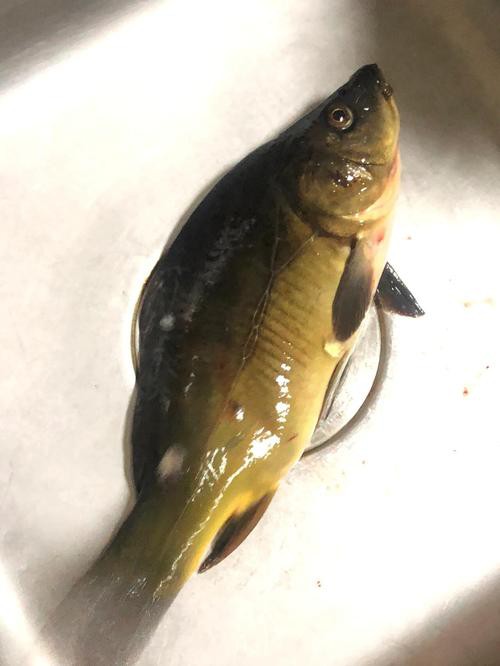 東北三道鱗魚圖片【東北三道鱗魚，農(nóng)村叫它三道鱗魚，釣友帶回5斤大魚】