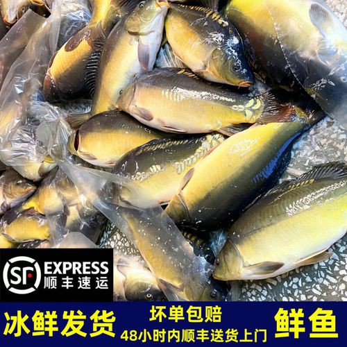 東北三道鱗魚圖片【東北三道鱗魚，農(nóng)村叫它三道鱗魚，釣友帶回5斤大魚】