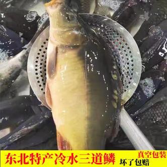 東北三道鱗魚圖片【東北三道鱗魚，農(nóng)村叫它三道鱗魚，釣友帶回5斤大魚】