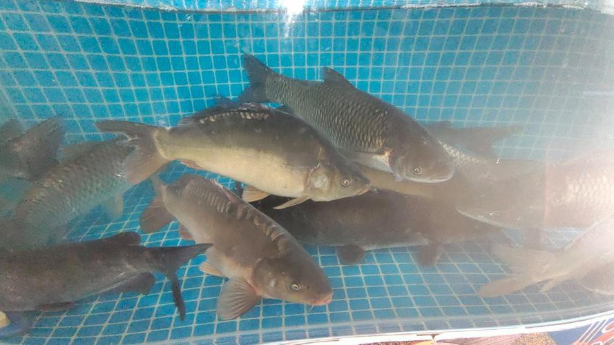 東北三道鱗魚圖片【東北三道鱗魚，農(nóng)村叫它三道鱗魚，釣友帶回5斤大魚】