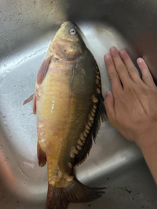 東北三道鱗魚圖片【東北三道鱗魚，農(nóng)村叫它三道鱗魚，釣友帶回5斤大魚】