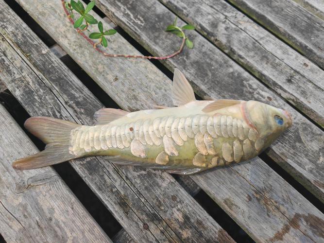 東北三道鱗魚圖片【東北三道鱗魚，農(nóng)村叫它三道鱗魚，釣友帶回5斤大魚】