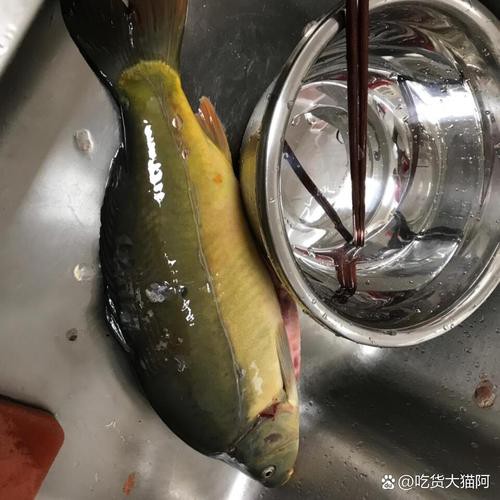 東北三道鱗魚圖片【東北三道鱗魚，農(nóng)村叫它三道鱗魚，釣友帶回5斤大魚】