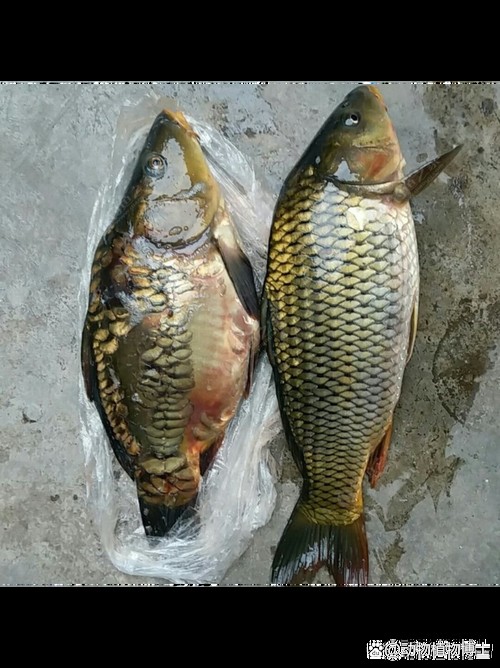 東北三道鱗魚圖片【東北三道鱗魚，農(nóng)村叫它三道鱗魚，釣友帶回5斤大魚】