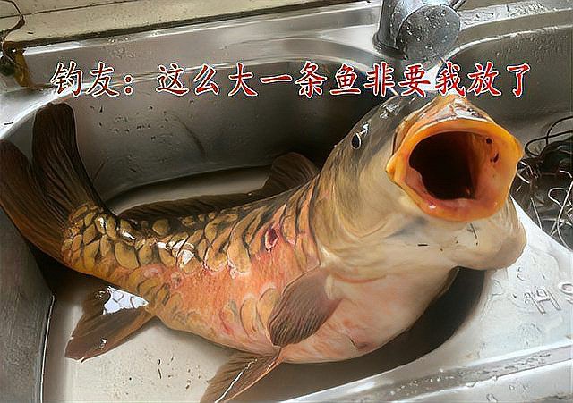 東北三道鱗魚圖片【東北三道鱗魚，農(nóng)村叫它三道鱗魚，釣友帶回5斤大魚】