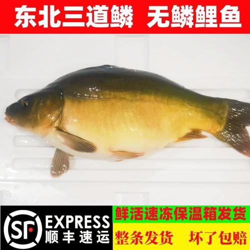 東北三道鱗魚圖片【東北三道鱗魚，農(nóng)村叫它三道鱗魚，釣友帶回5斤大魚】