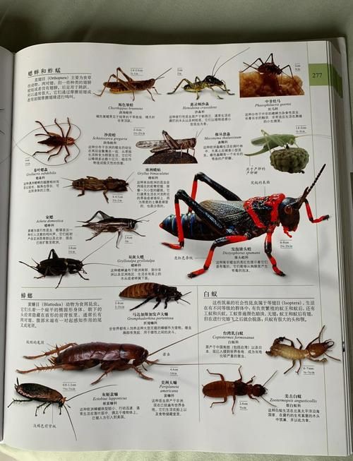 昆蟲識別圖鑒掃一掃【《昆蟲識別圖鑒掃一掃》安卓版（v2.7.12）】