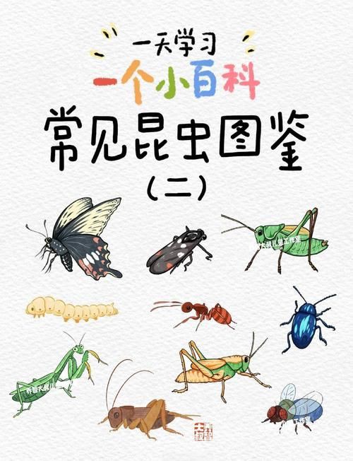 昆蟲識別圖鑒掃一掃【《昆蟲識別圖鑒掃一掃》安卓版（v2.7.12）】