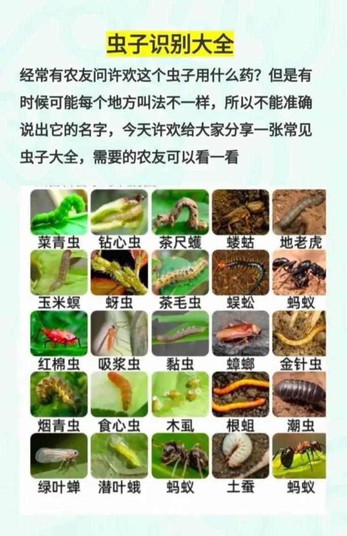 昆蟲識別圖鑒掃一掃【《昆蟲識別圖鑒掃一掃》安卓版（v2.7.12）】