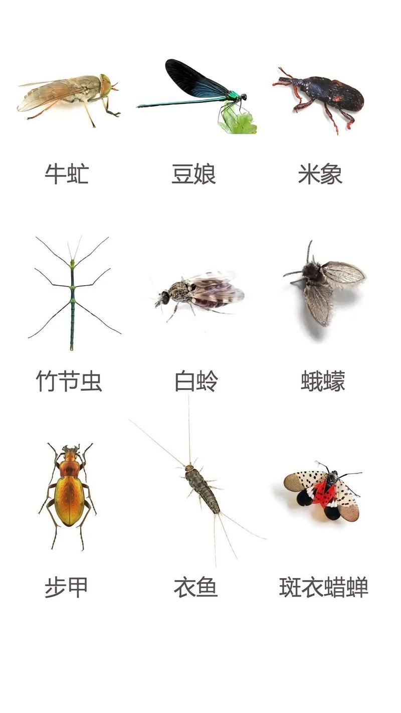 昆蟲識別圖鑒掃一掃【《昆蟲識別圖鑒掃一掃》安卓版（v2.7.12）】