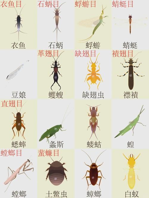 昆蟲識別圖鑒掃一掃【《昆蟲識別圖鑒掃一掃》安卓版（v2.7.12）】