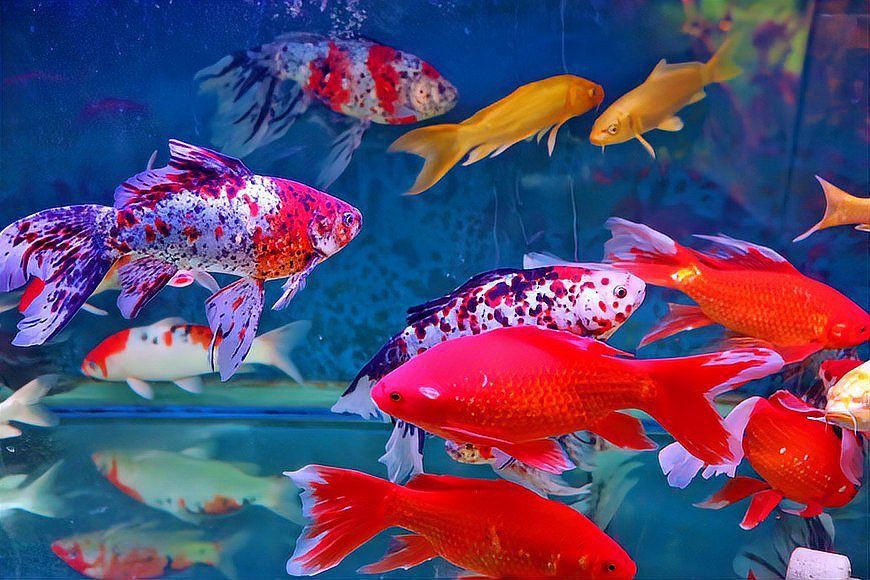 宜昌水族批發市場【宜昌水族批發市場分析及行業動態】
