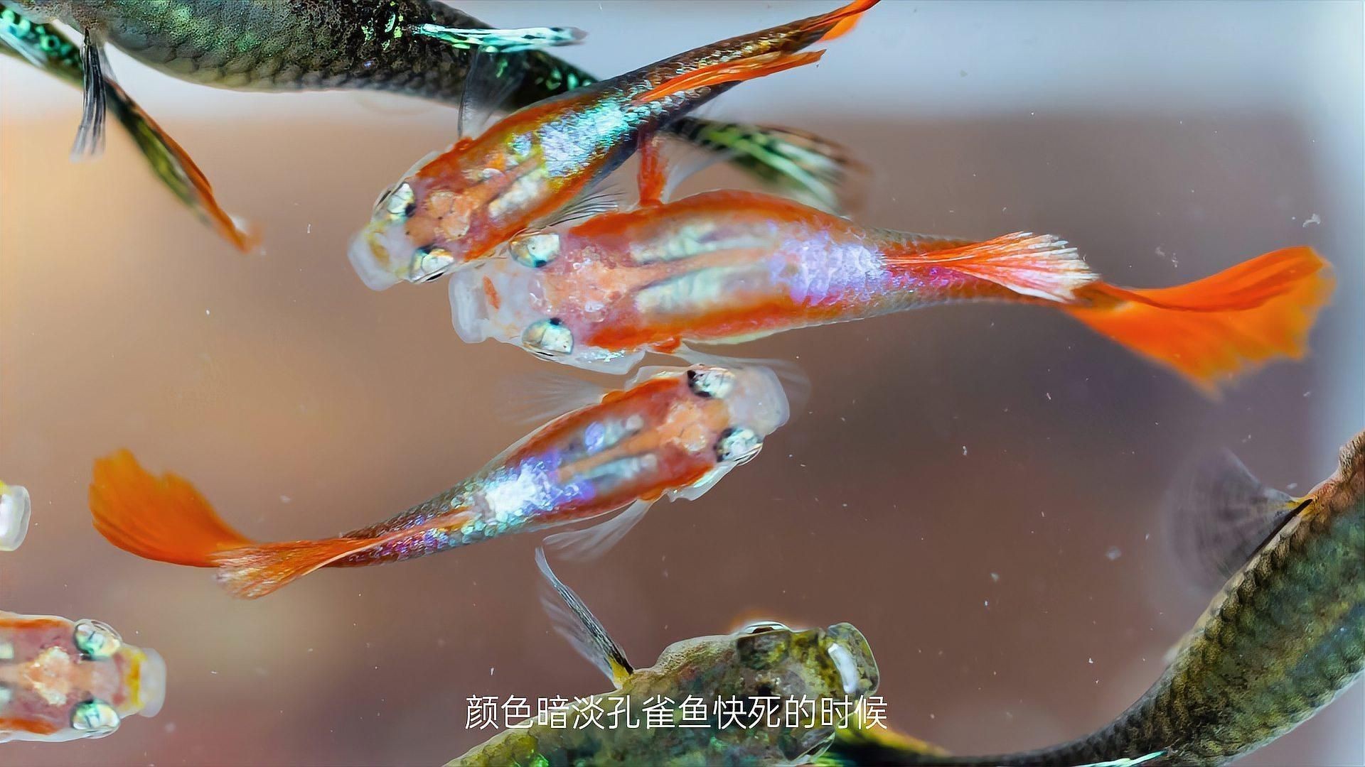 孔雀魚死前10個征兆【孔雀魚死亡前的十大征兆】 孔雀魚死前10個征兆【孔雀魚死亡前的十大征兆】 龍魚百科 第5張