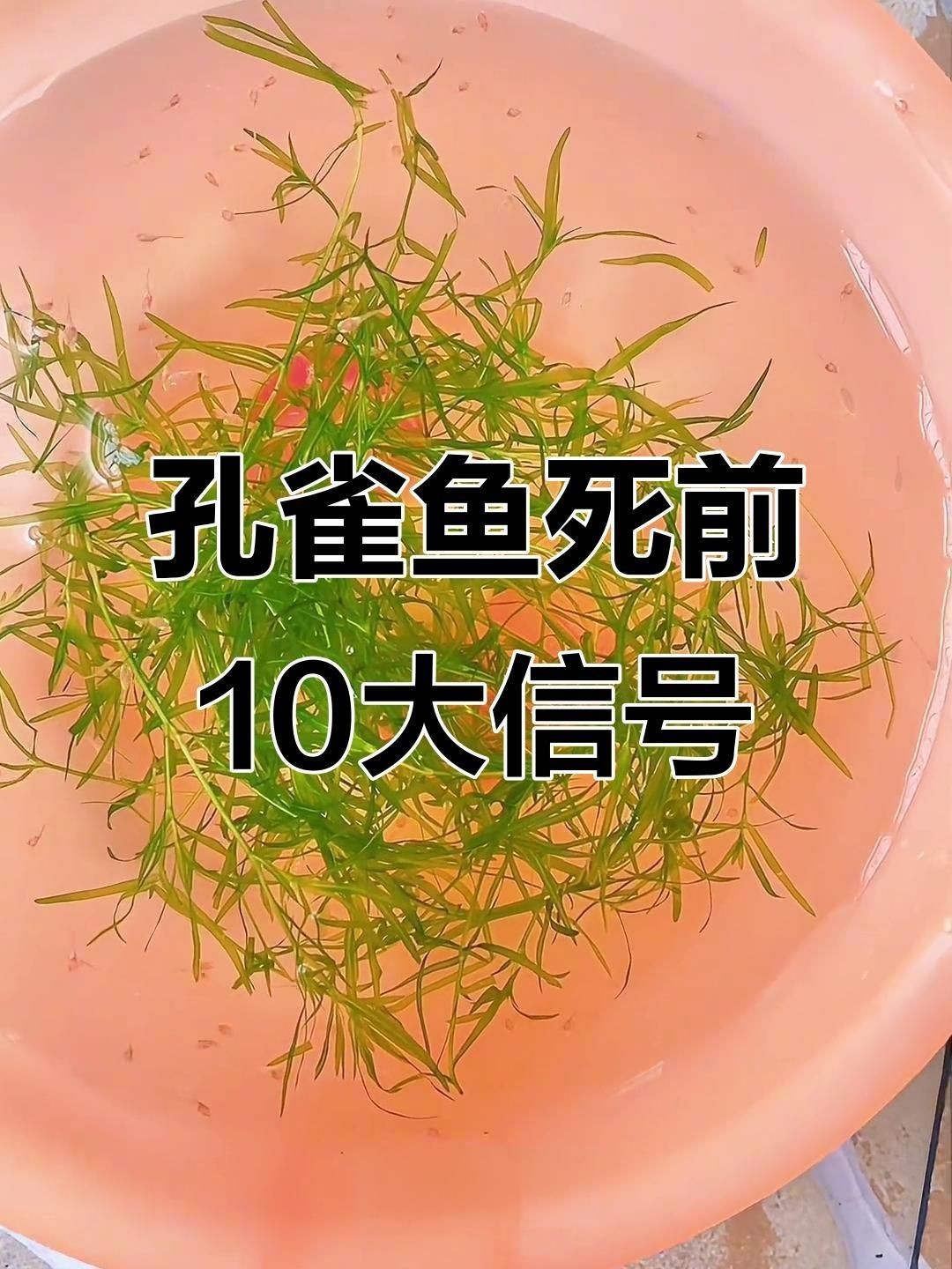 孔雀魚死前10個征兆【孔雀魚死亡前的十大征兆】 孔雀魚死前10個征兆【孔雀魚死亡前的十大征兆】 龍魚百科 第3張
