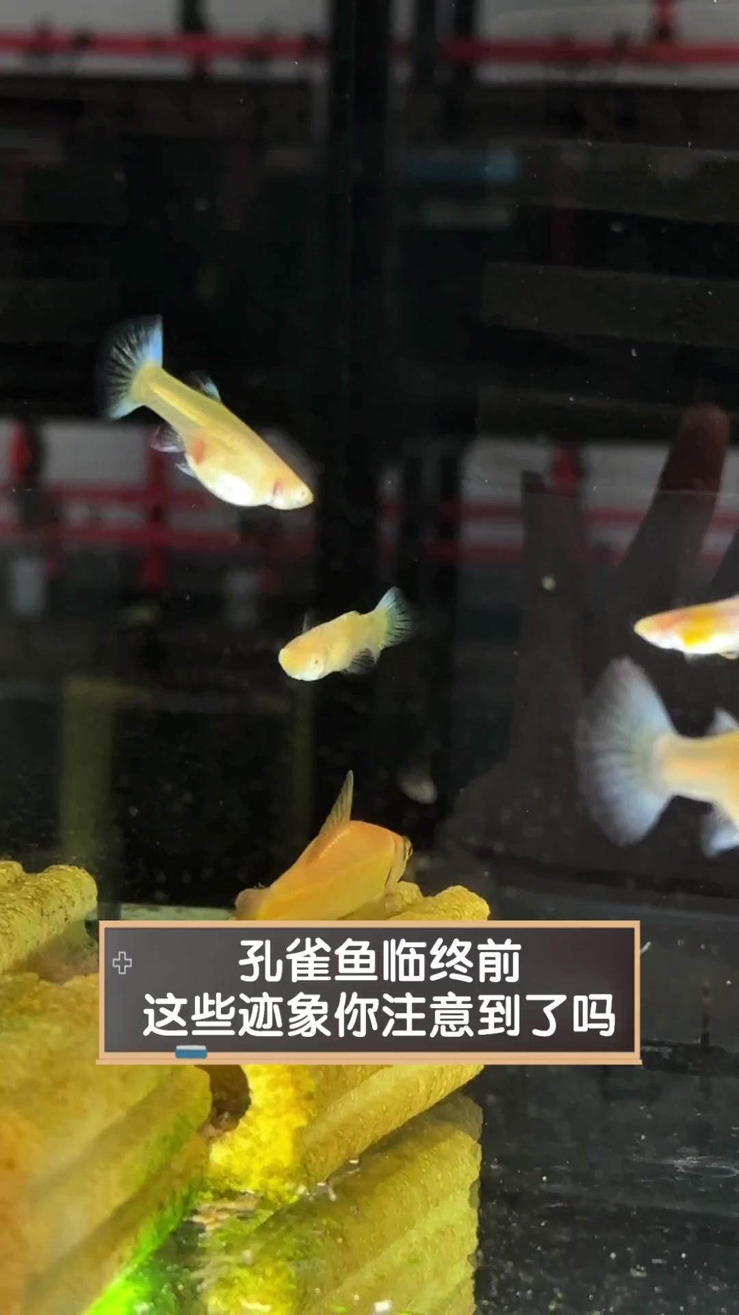 孔雀魚死前10個征兆【孔雀魚死亡前的十大征兆】 孔雀魚死前10個征兆【孔雀魚死亡前的十大征兆】 龍魚百科 第4張