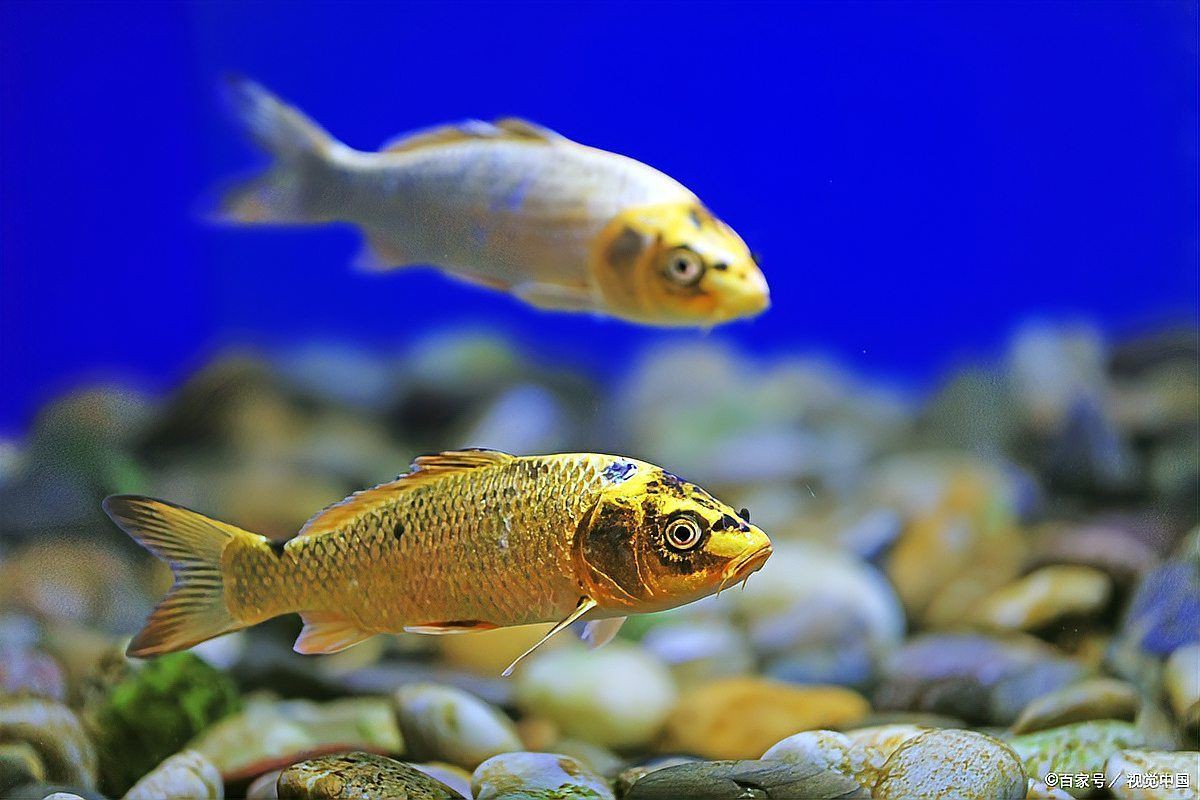 紅尾美人魚沒氧氣能活嗎【紅尾美人魚在無氧環(huán)境下能活多久】