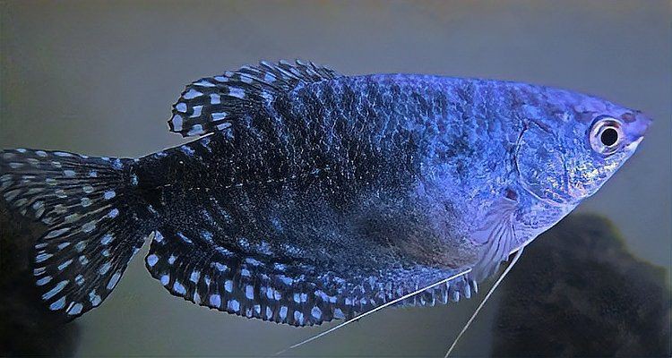 曼龍魚是吉魚還是兇魚【曼龍魚兼具觀賞性與復雜習性其“吉”或“兇”的屬性需辯證看待】