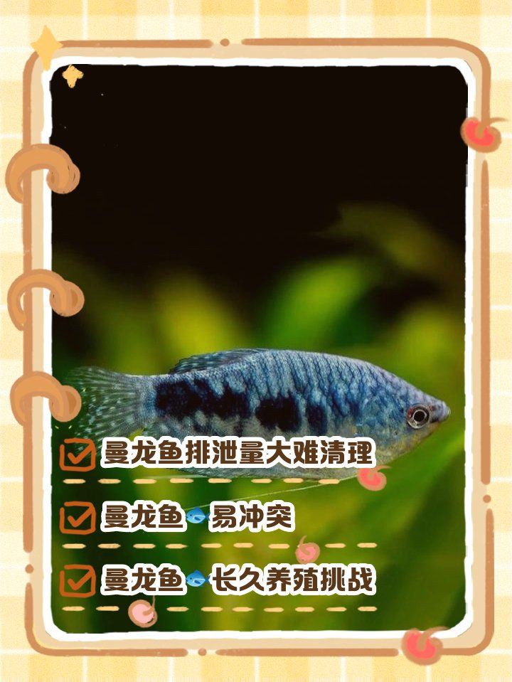 曼龍魚是吉魚還是兇魚【曼龍魚兼具觀賞性與復雜習性其“吉”或“兇”的屬性需辯證看待】