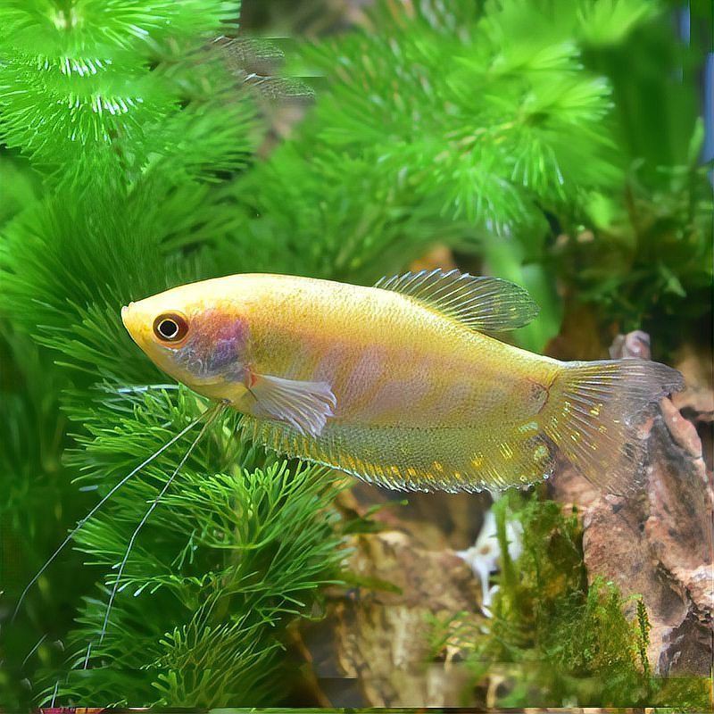 曼龍魚苗多久長1厘米【曼龍魚多久能長到10厘米】