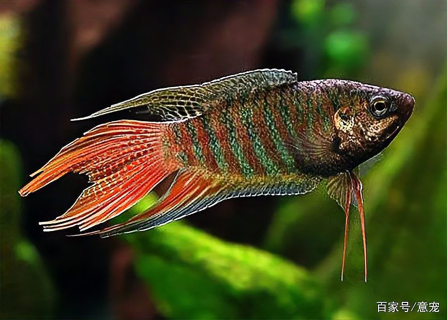 40缸只養一條霸氣的魚【《40缸只養一條霸氣的魚》】 40缸只養一條霸氣的魚【《40缸只養一條霸氣的魚》】 龍魚論壇 第4張