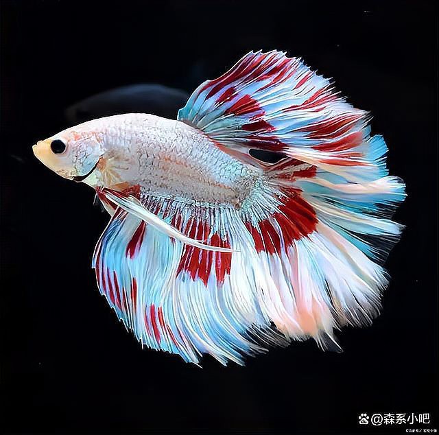 40缸只養一條霸氣的魚【《40缸只養一條霸氣的魚》】 40缸只養一條霸氣的魚【《40缸只養一條霸氣的魚》】 龍魚論壇 第2張