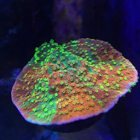 40缸只養一條霸氣的魚【《40缸只養一條霸氣的魚》】 40缸只養一條霸氣的魚【《40缸只養一條霸氣的魚》】 龍魚論壇 第5張