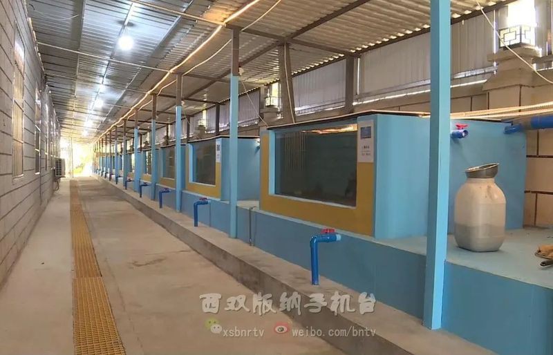 西雙版納傣族自治州魚缸維護【西雙版納傣族自治州的魚缸維護及注意事項波奇寵物網(wǎng)】