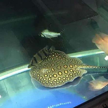 夢魟魚最值得入手的三個顏色【夢魟魚以其獨特的色彩和優雅的姿態成為水族愛好者的熱門選擇】