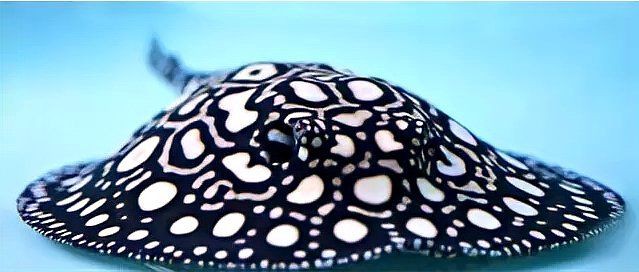 夢魟魚最值得入手的三個顏色【夢魟魚以其獨特的色彩和優雅的姿態成為水族愛好者的熱門選擇】