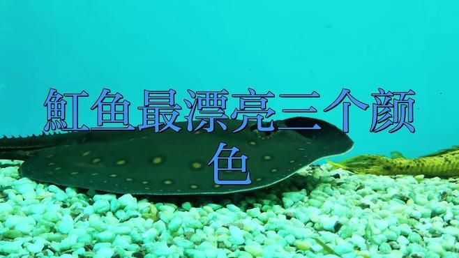 夢魟魚最值得入手的三個顏色【夢魟魚以其獨特的色彩和優雅的姿態成為水族愛好者的熱門選擇】