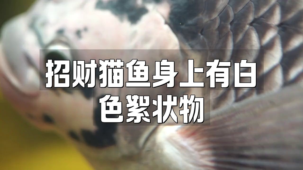 有哪些常見的招財貓魚疾病？【招財貓魚常見疾病摘要】