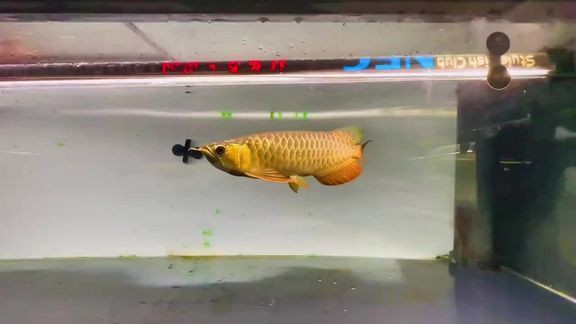 李亞四龍魚2024年最新消息【新加坡李亞四龍魚2024年營收2389億元】