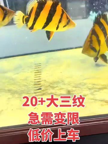 三文虎魚市場價(jià)【三文虎魚的價(jià)格趨勢(shì)分析】