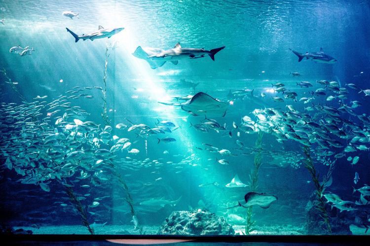 伊克烏素水族店【伊克烏素水族店 伊克烏素水族店【伊克烏素水族店\