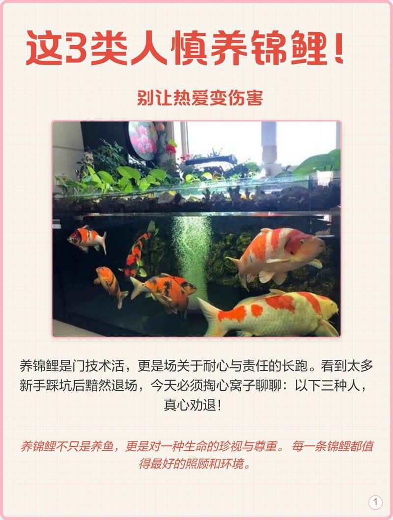 三種人不宜養錦鯉【《三種人不宜養錦鯉》】 三種人不宜養錦鯉【《三種人不宜養錦鯉》】 龍魚百科 第4張