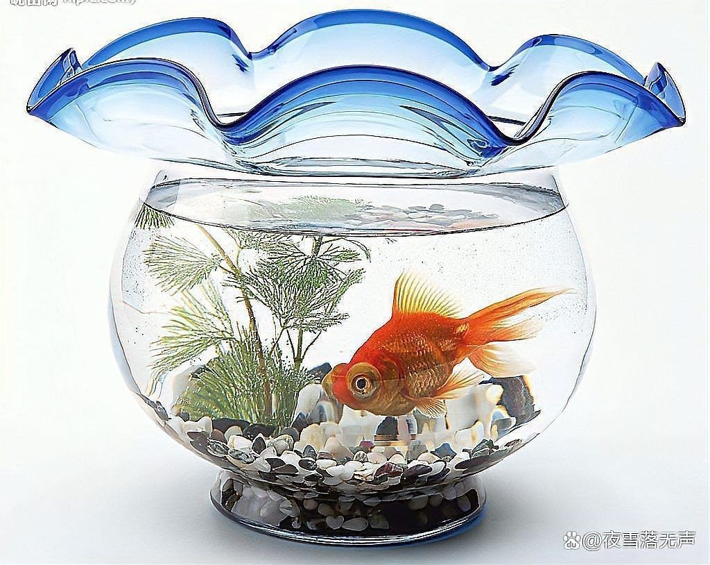 瑪麗魚(yú)放客廳大忌【《瑪麗魚(yú)放客廳大忌》】