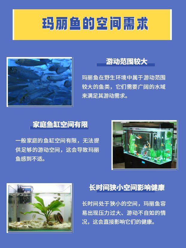 瑪麗魚放客廳大忌【《瑪麗魚放客廳大忌》】