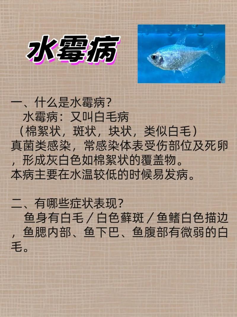 提供魚的常見病與防治圖片【《魚的常見病與防治》18種常見病及防治方法】