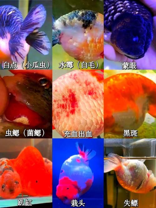 提供魚的常見病與防治圖片【《魚的常見病與防治》18種常見病及防治方法】