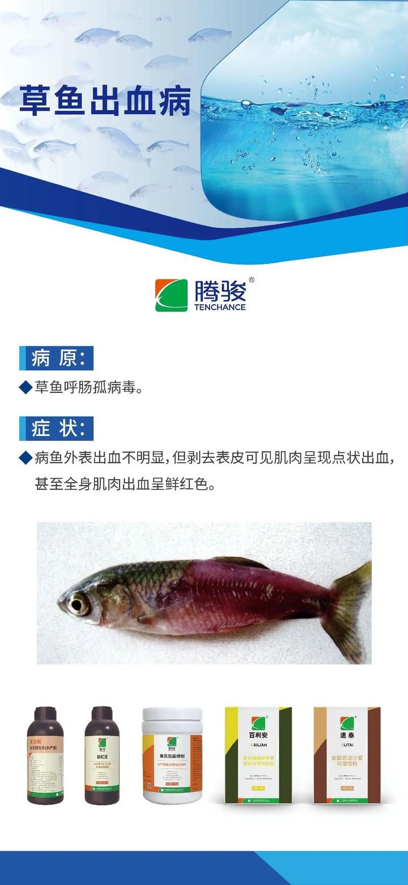 提供魚的常見病與防治圖片【《魚的常見病與防治》18種常見病及防治方法】 提供魚的常見病與防治圖片【《魚的常見病與防治》18種常見病及防治方法】 龍魚百科 第6張